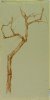 1897-1904 ca. -  Albero